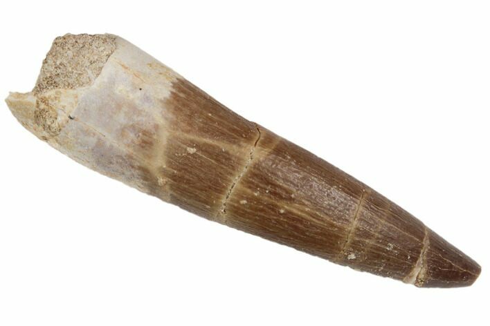 Fossil Plesiosaur (Zarafasaura) Tooth - Morocco #196661